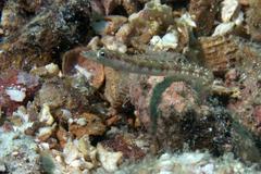 Chaenopsis alepidota