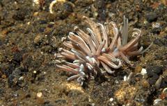 Phyllodesmium lizardense