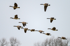Branta canadensis
