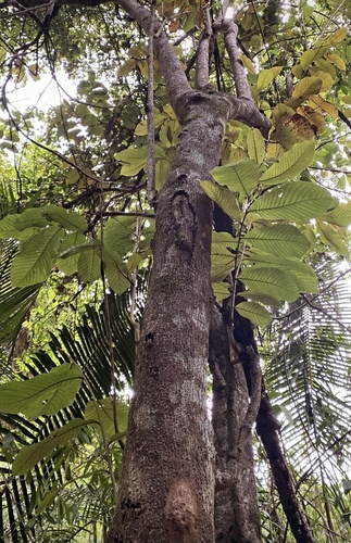 Annona mucosa