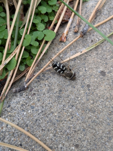 Unknown species found near Millcreek, UT 84117, USA