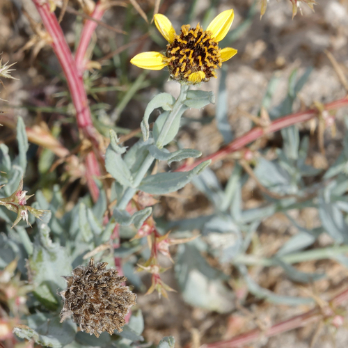 Texas blueweed (Helianthus ciliaris)