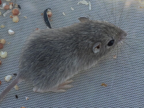 Nelson's Pocket Mouse