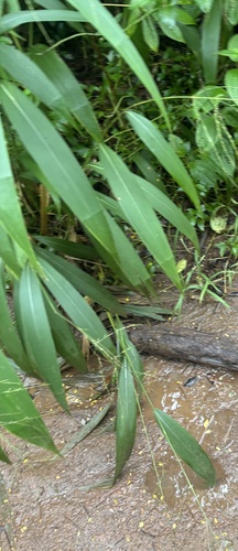 Setaria palmifolia observed 2025-11-10