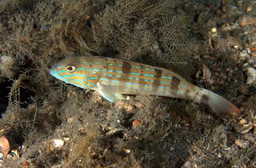 Sand Perch