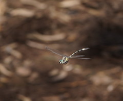 Parasynthemis regina