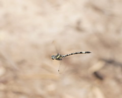 Parasynthemis regina