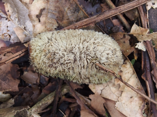 Dipteryx panamensis - Whole tree
