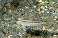 Diplectrum bivittatum