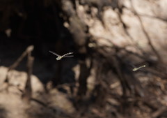 Parasynthemis regina