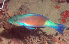 Scarus hypselopterus