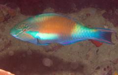 Scarus hypselopterus