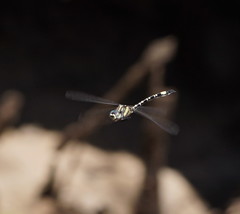 Parasynthemis regina