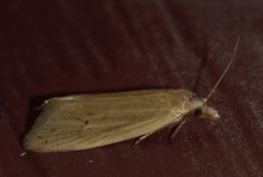 Aethes spartinana
