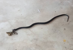 Naja sumatrana