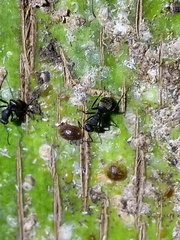 Camponotus mus