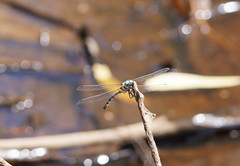 Parasynthemis regina