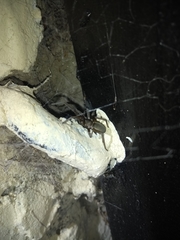 Kukulcania hibernalis