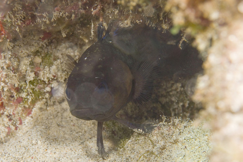 Plesiops insularis observed 2018-02-12