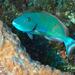 Redtail Parrotfish - Photo (c) craigjhowe, some rights reserved (CC BY-NC-ND)