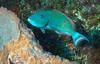 Redtail Parrotfish - Photo (c) craigjhowe, some rights reserved (CC BY-NC-ND)