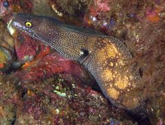 Muraena argus