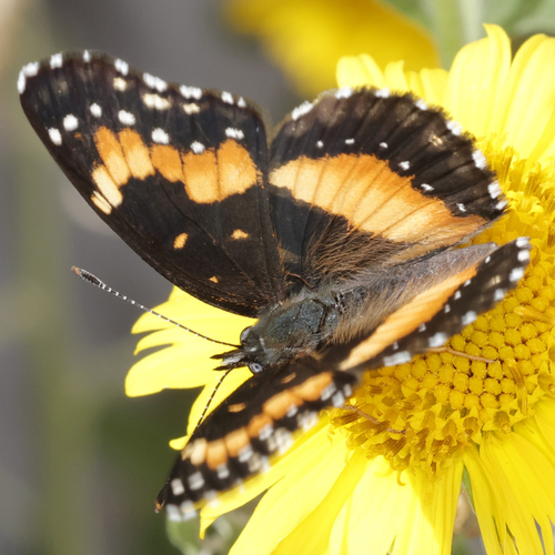 Bordered Patch photo 6