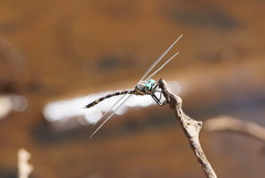 Parasynthemis regina