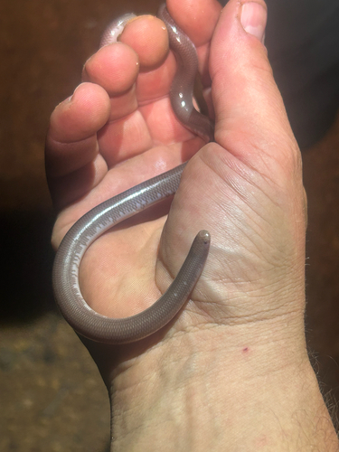 Southern Blind Snake sighting
