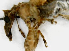 Stephanorhynchus curvipes