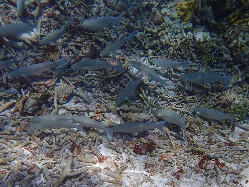 Glassfish