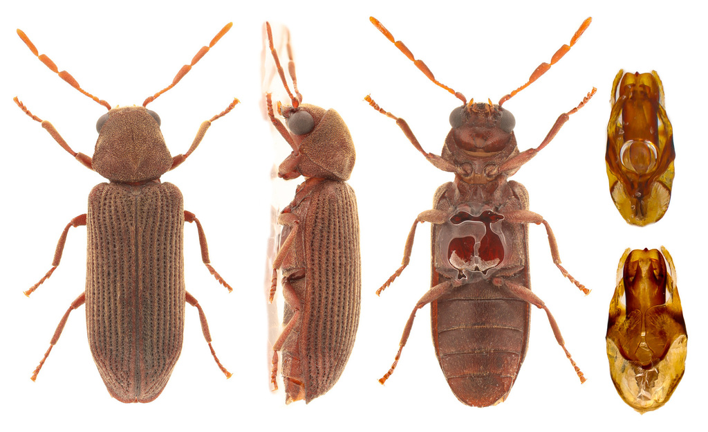 Eastern Deathwatch Beetle