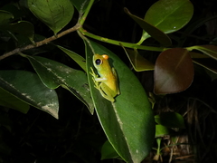 Boophis viridis