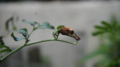 Cacoecimorpha pronubana