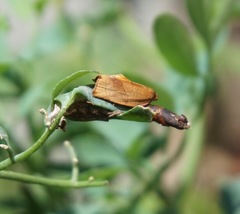 Cacoecimorpha pronubana