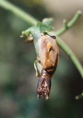 Cacoecimorpha pronubana