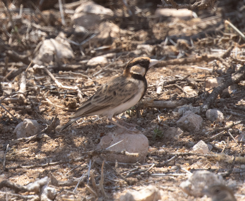 Fischer's Sparrow-Lark (Eremopterix leucopareia), photo 6