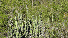 Stenocereus montanus