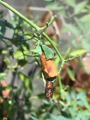 Cacoecimorpha pronubana