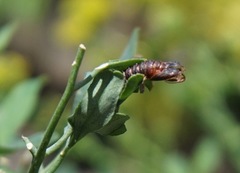 Cacoecimorpha pronubana