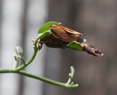 Cacoecimorpha pronubana