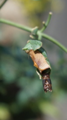 Cacoecimorpha pronubana