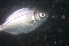 Boopsoidea inornata