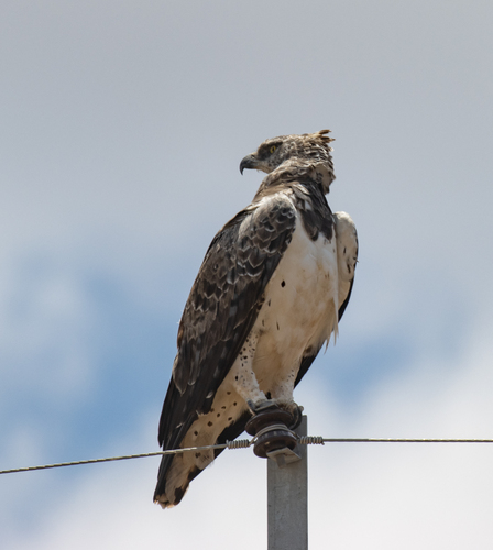Martial Eagle