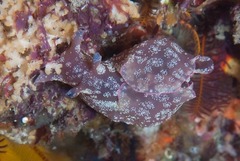 Aplysia parvula