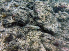 Parapercis clathrata
