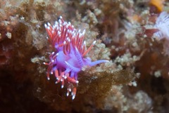 Paraflabellina funeka