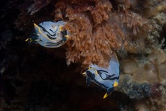 Polycera