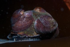 Crepipatella capensis