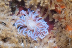 Phyllodesmium horridum